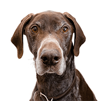 Darlene-McQueen-Hank Darlene McQueen's Dog Hank