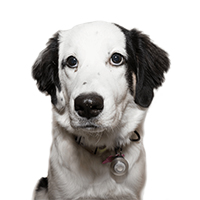 Jason-Schuster-Margot Jason Schuster's Dog Margot