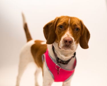 Dog in pink harness