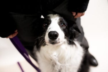 Black and white dog with owner