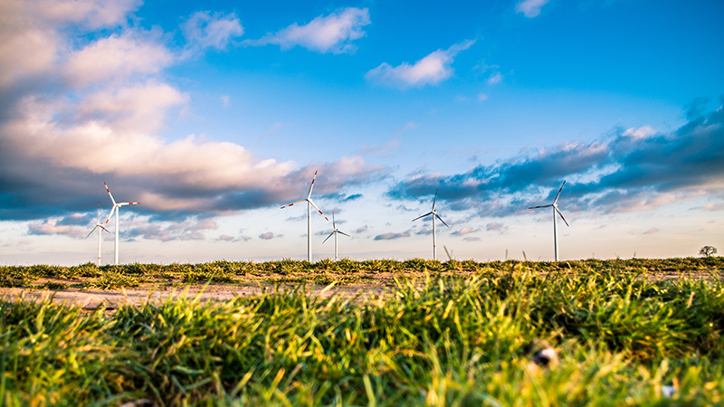 Windmills in a field