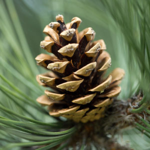 Pine Cone on a tree