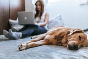 Woman online with dog in bed