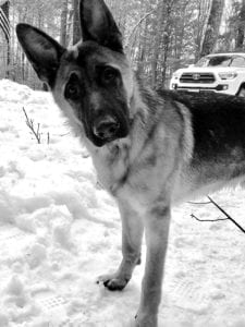 Jessie's Shepard dog