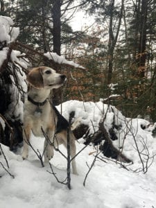 Jessie's beagle dog