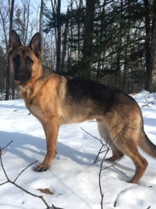 Jessie's Shepard dog in the snow
