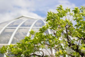 Greenhouse