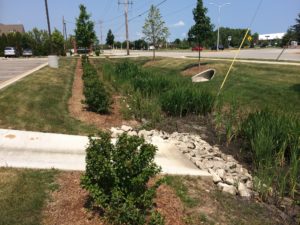 Suburban Bioswale