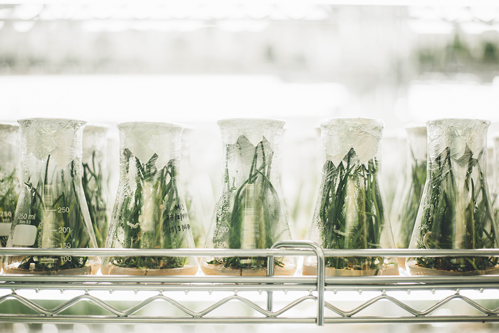 Plants in beakers with saran wrap around the tops of the beakers