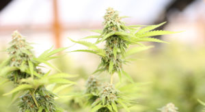 Brightly lite cannabis plants