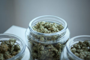 Cannabis Buds in Jars