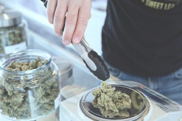Man weighing cannabis buds on a scale