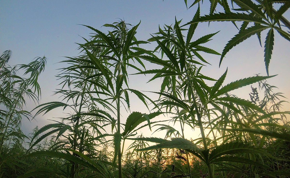Upwards view of cannabis plants