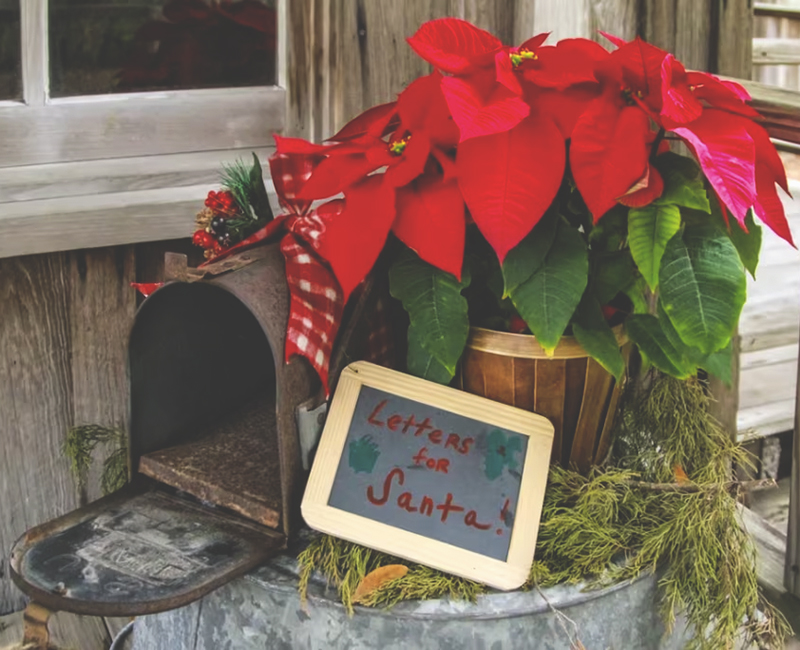 A mailbox with a sign next to it that says "Letters for Santa". There is also a poinsettia flower next to the mailbox.
