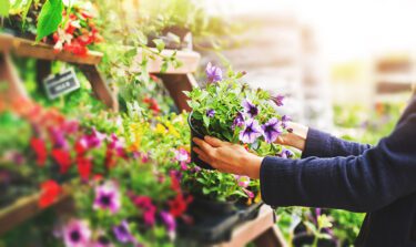 woman pick petunia flower pot from shelf at garden plant nursery store.